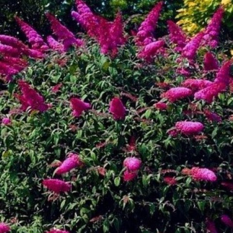 Budleja Dawida - Buddleja davidii 'Royal Red'