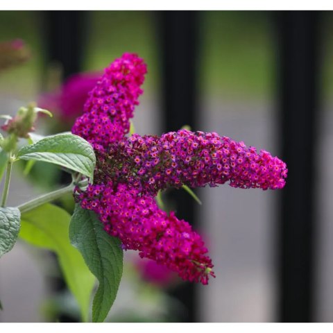 Budleja Dawida - Buddleja davidii 'Royal Red'