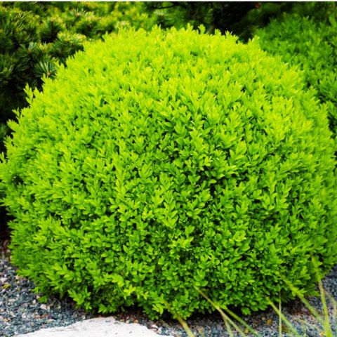Bukszpan kulisty drobnolistny - Buxus - 'Faulkner'
