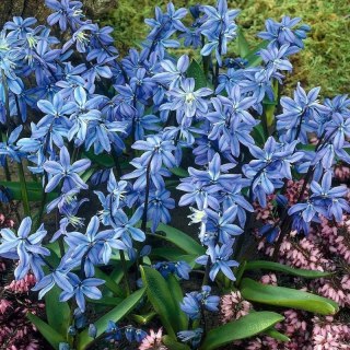 Cebulica syberyjska - Scilla sibirica 'Spring Beauty'
