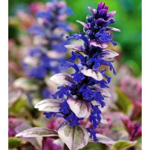 Dąbrówka rozłogowa - Ajuga reptans 'Burgund Glow'