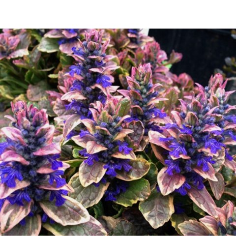 Dąbrówka rozłogowa - Ajuga reptans 'Burgund Glow'