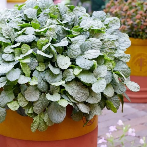 Dąbrówka rozłogowa - Ajuga reptans 'Princess Elsa'