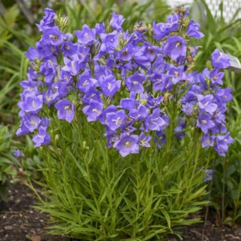 Dzwonek brzoskwiniolistny 'Blue' - Campanula persicifolia