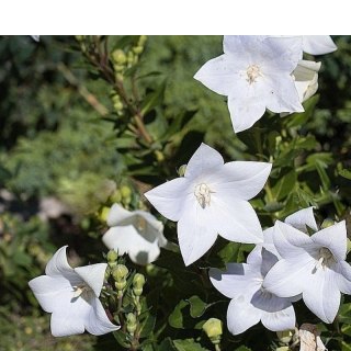 Dzwonek karpacki - Campanula carpatica 'Weisse Clips'