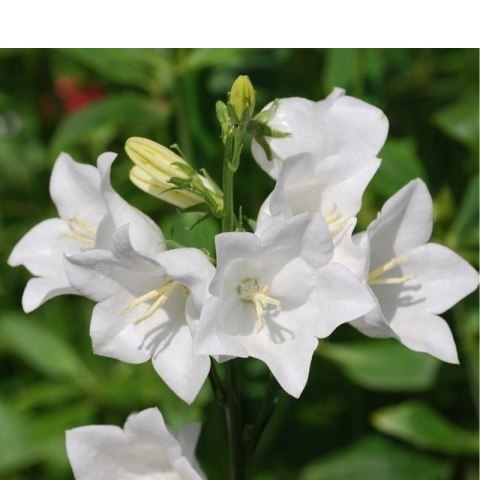 Dzwonek karpacki - Campanula carpatica 'Weisse Clips'