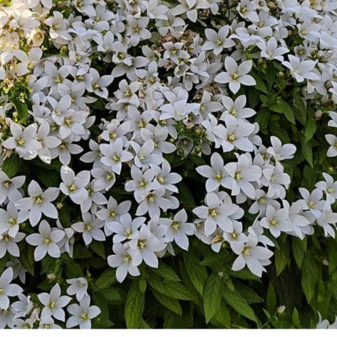Dzwonek kremowy - Campanula lactiflora 'Pouffe'
