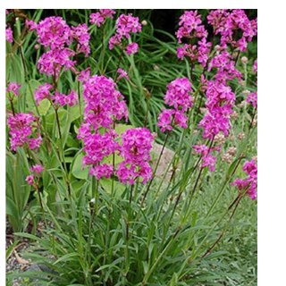 Firletka smółka - Lychnis viscaria 'Splendens'
