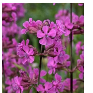 Firletka smółka - Lychnis viscaria 'Splendens'