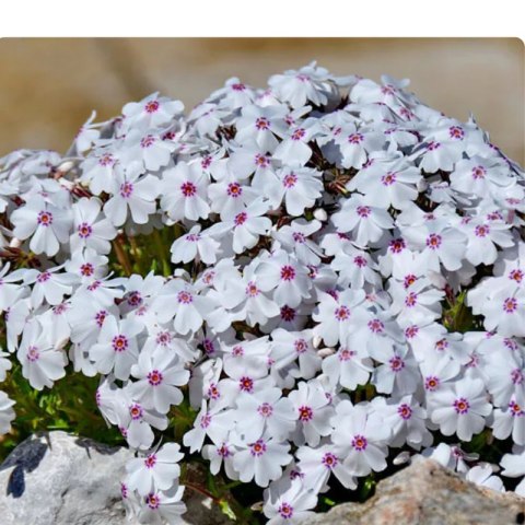 Floks szydlasty - Phlox subulata 'Amazing Grace'