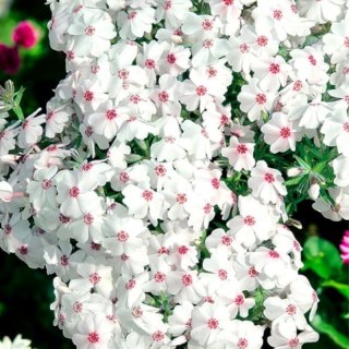 Floks szydlasty - Phlox subulata 'Amazing Grace'
