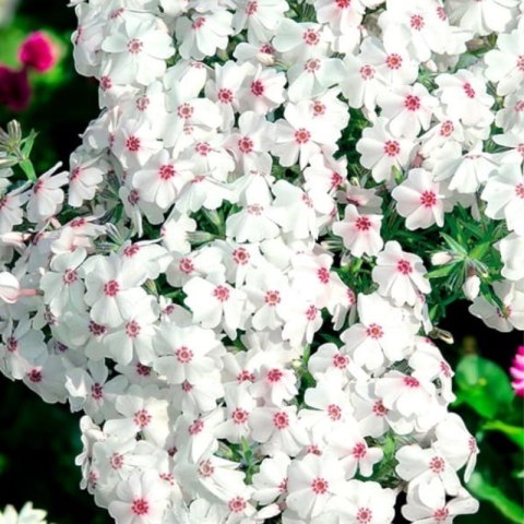 Floks szydlasty - Phlox subulata 'Amazing Grace'