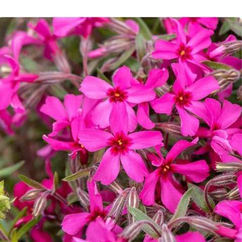 Floks szydlasty - Phlox subulata 'Atropurpurea'