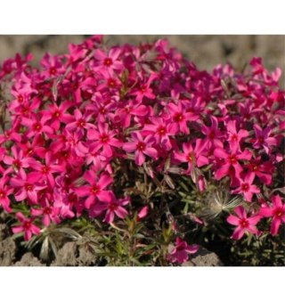 Floks szydlasty - Phlox subulata 'Atropurpurea'