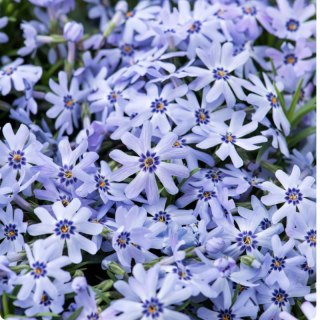 Floks szydlasty - Phlox subulata 'Fabulous Blue Dark Center'