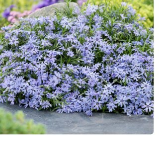 Floks szydlasty - Phlox subulata 'Fabulous Blue Dark Center'