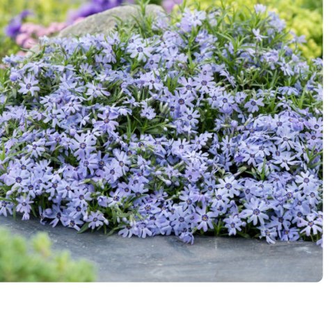 Floks szydlasty - Phlox subulata 'Fabulous Blue Dark Center'