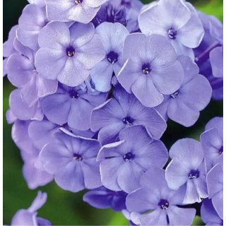 Floks wiechowaty - Phlox paniculata 'Blue Boy'
