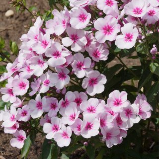 Floks wiechowaty - Phlox paniculata 'Early Pink'