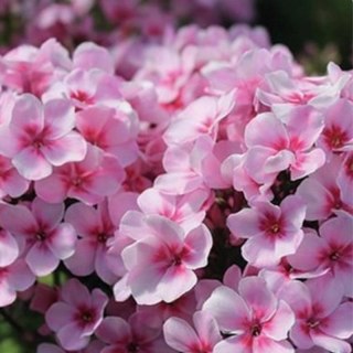 Floks wiechowaty - Phlox paniculata 'Early Pink'