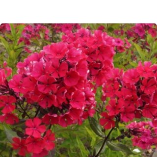Floks wiechowaty - Phlox paniculata 'Starfire'