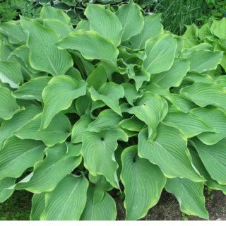 Funkia - Hosta 'Abba Dabba Do'