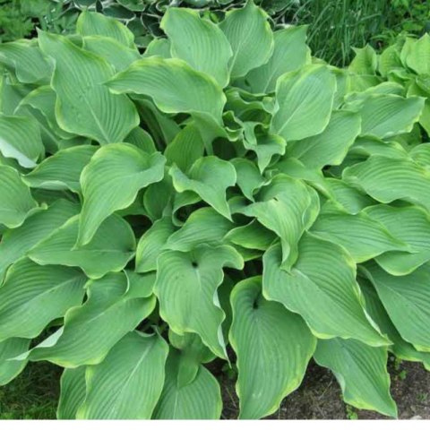 Funkia - Hosta 'Abba Dabba Do'