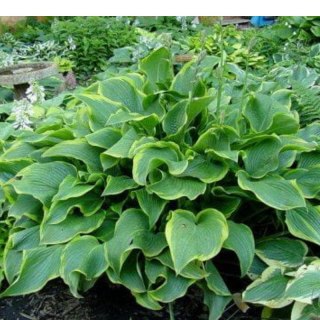 Funkia - Hosta 'Abba Dabba Do'