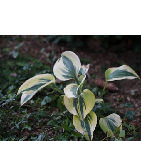 Funkia (Hosta) 'Autumn Frost'