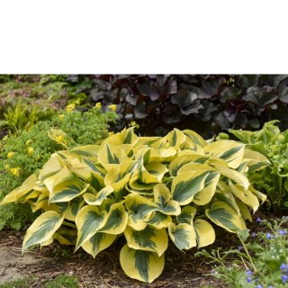 Funkia (Hosta) 'Autumn Frost'