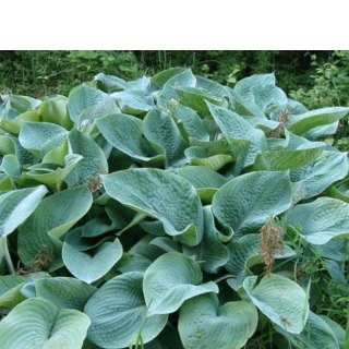 Funkia - Hosta 'Big Daddy'