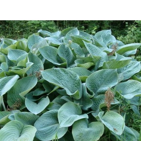 Funkia - Hosta 'Big Daddy'