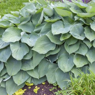 Funkia - Hosta 'Big Daddy'