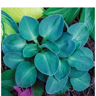 Funkia - Hosta 'Blue Mouse Ears'