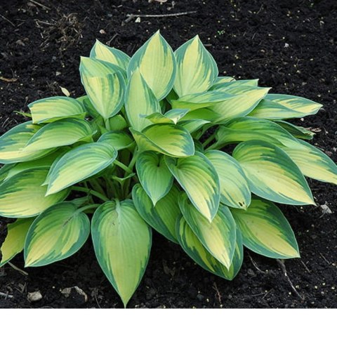 Funkia (Hosta) 'June'