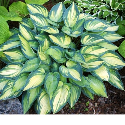 Funkia (Hosta) 'June'