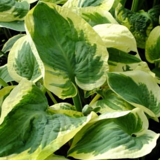Funkia - Hosta 'Snow Cup'