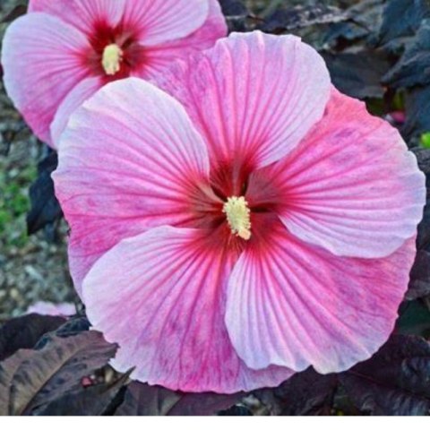 Hibiskus bylinowy 'Starry Night'