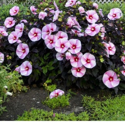 Hibiskus bylinowy 'Starry Night'