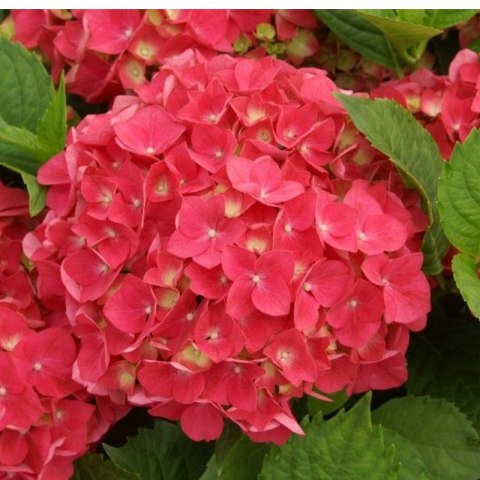 Hortensja Ogrodowa - Hydrangea Macrophylla 'Leuchtfeuer'