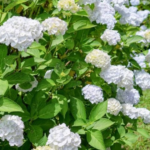 Hortensja Ogrodowa - Hydrangea Macrophylla 'Soeur Thérèse'