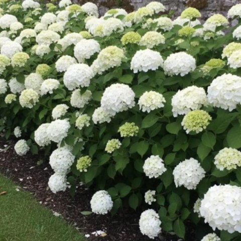 Hortensja Ogrodowa - Hydrangea Macrophylla 'Soeur Thérèse'
