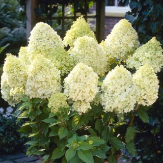 Hortensja bukietowa - Hydrangea paniculata 'Limelight'(R)