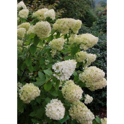 Hortensja bukietowa - Hydrangea paniculata 'Limelight'(R)