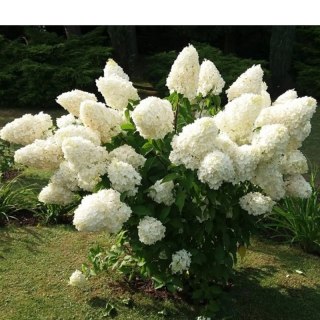 Hortensja bukietowa - Hydrangea paniculata 'Polar Bear'(R)