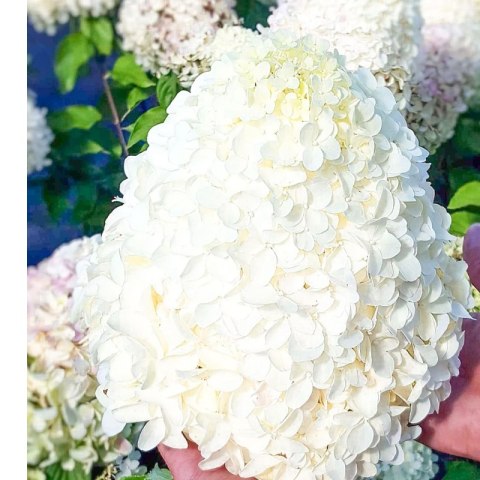 Hortensja bukietowa - Hydrangea paniculata 'Polar Bear'(R)