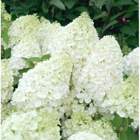 Hortensja bukietowa - Hydrangea paniculata 'Polar Bear'(R)