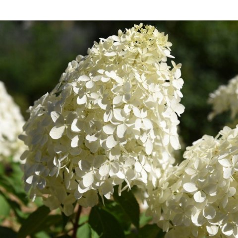 Hortensja bukietowa - Hydrangea paniculata 'Polar Bear'(R)