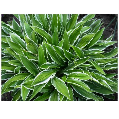 Hosta 'Stiletto' - funkia wąskolistna