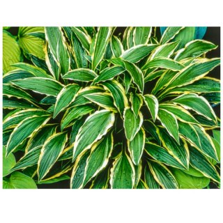 Hosta 'Stiletto' - funkia wąskolistna